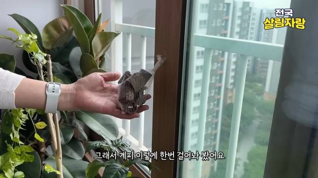 계피로 벌레 쫓기, 우유갑 화분 행잉플랜트