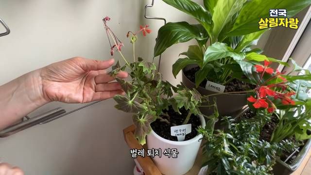 벌레 퇴치 식물과 토마토 모종 — 아이 학교 보내고 먼저 들르는 곳 — 전국살림자랑 ep.8-2 9:38 장면